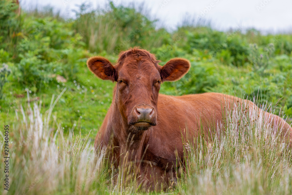 Beautiful Cow, Isle of Skye Beautiful Cow, Isle of Skye