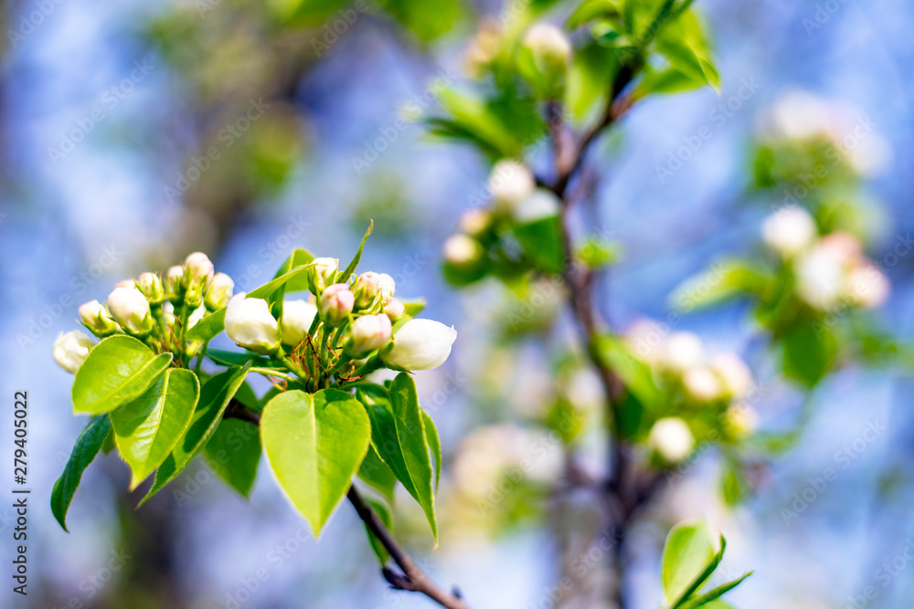 Blooming Apple tree, against the blue sky. Blooming spring garden. Apple blossom Blooming Apple tree, against the blue sky. Blooming spring garden. Apple blossom