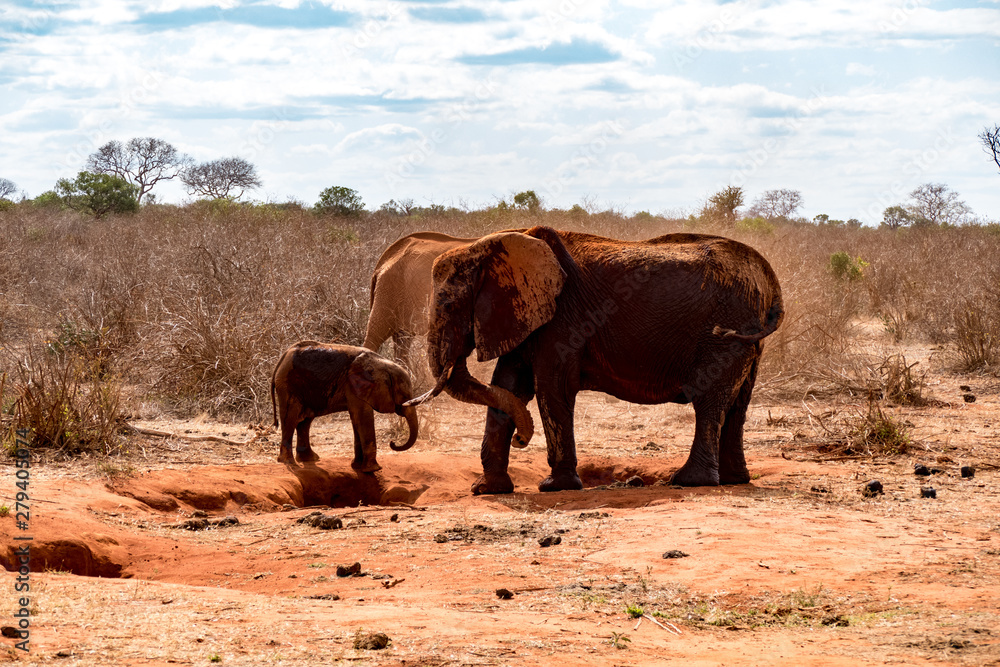 Afrikanische Elefant (Loxodonta africana) Roter Elefant tsavo nationalpark