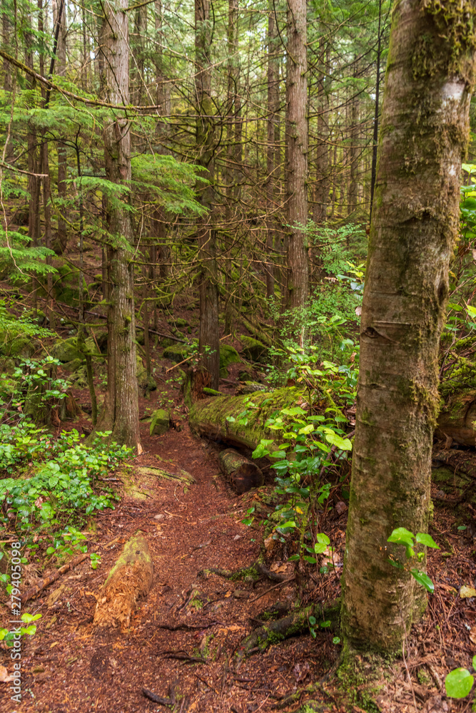 Fototapeta premium View at Trail in Park in Vancouver, Canada.