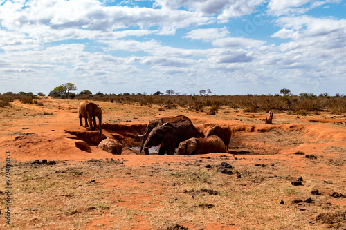 Afrikanische Elefant (Loxodonta africana) Roter Elefant tsavo nationalpark photo