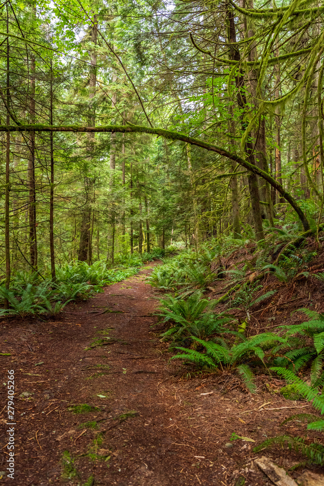 Fototapeta premium View at Trail in Park in Vancouver, Canada.