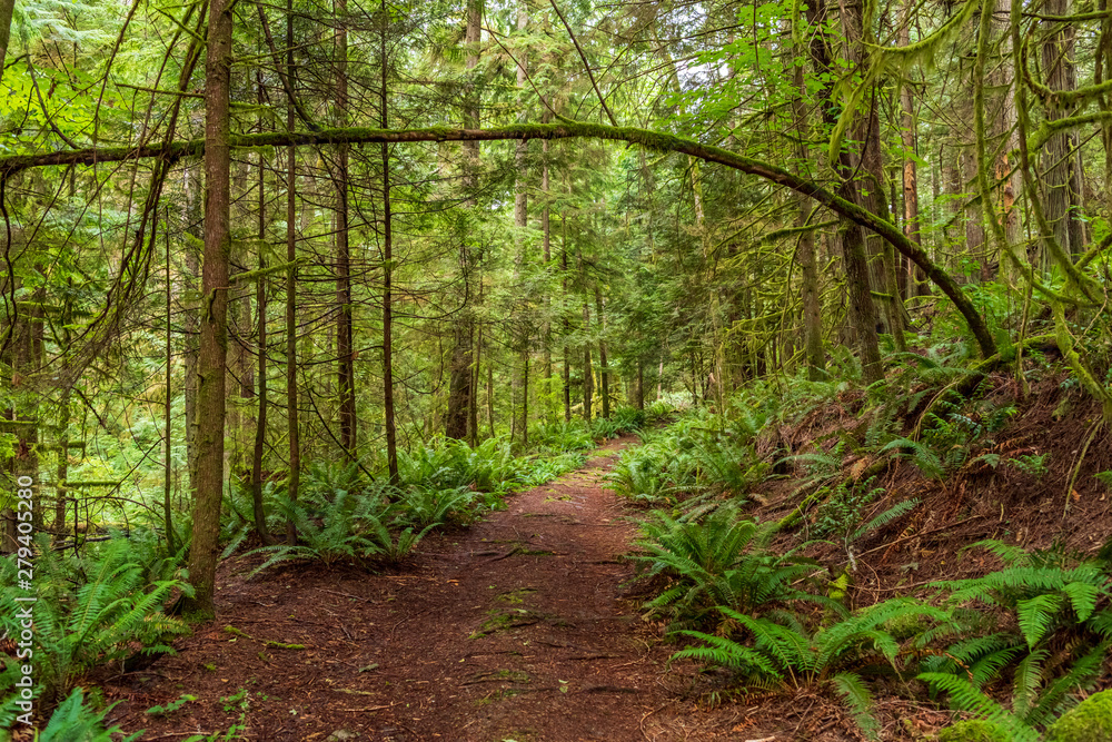 Fototapeta premium View at Trail in Park in Vancouver, Canada.