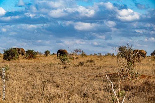 Afrikanische Elefant (Loxodonta africana) Roter Elefant tsavo nationalpark © Dominik