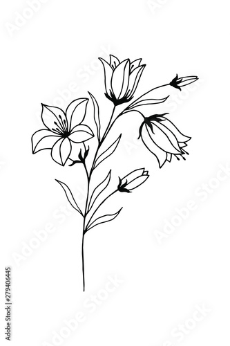 flowers bells on a white background hand-drawn  vector illustrations. Coloring book