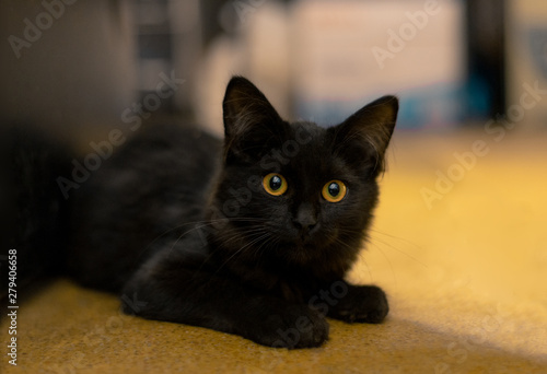 Tableau sur toile The black cat hid and waits, looks out from behind the shelter, the cat plays,