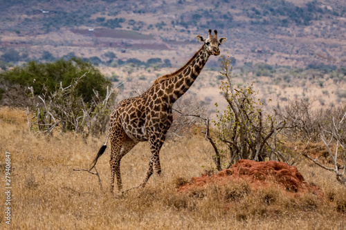 Giraffen  Giraffa 