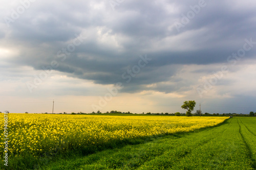 rural landscape with clouds over a field of a rape