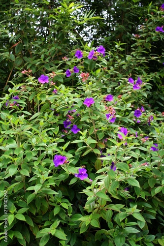 Beautiful Purple Flower growing wild on the Big Island