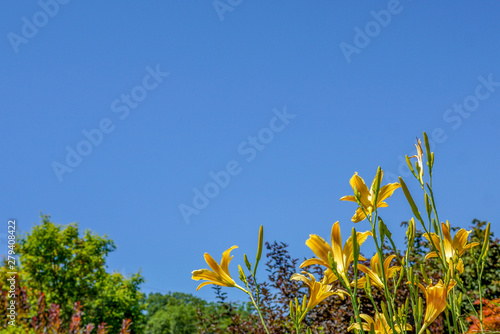 Horizontal image of cloudless blue sky with the golden yellow flowers of 'Autumn Minaret' hybrid daylily (Hemerocallis) and a garden bordering the bottom edge, with room for copy