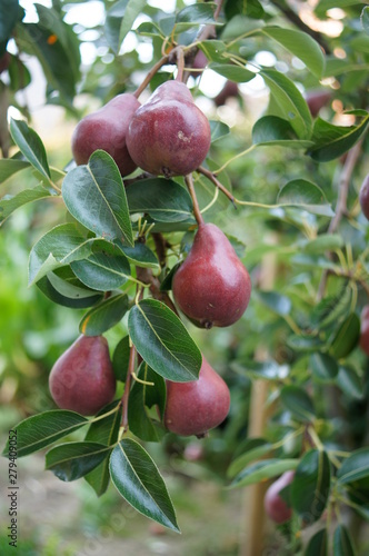 Close up of Ripe Red Bartlett Pears on the tree ,apple, tree, fruit, red, food, branch, ripe, nature, green, agriculture, apples, leaf, healthy, fresh, garden, orchard, leaves, autumn, plant, harvest