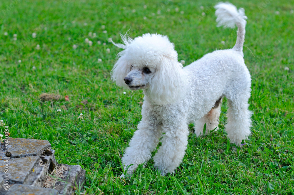 A white poodle is played on the green grass of a beautiful day