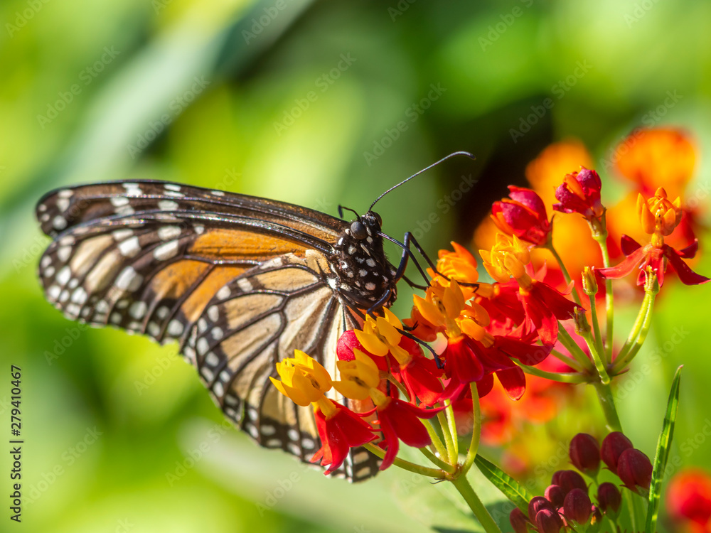 Fototapeta premium Monarch butterfly,Danaus plexippus