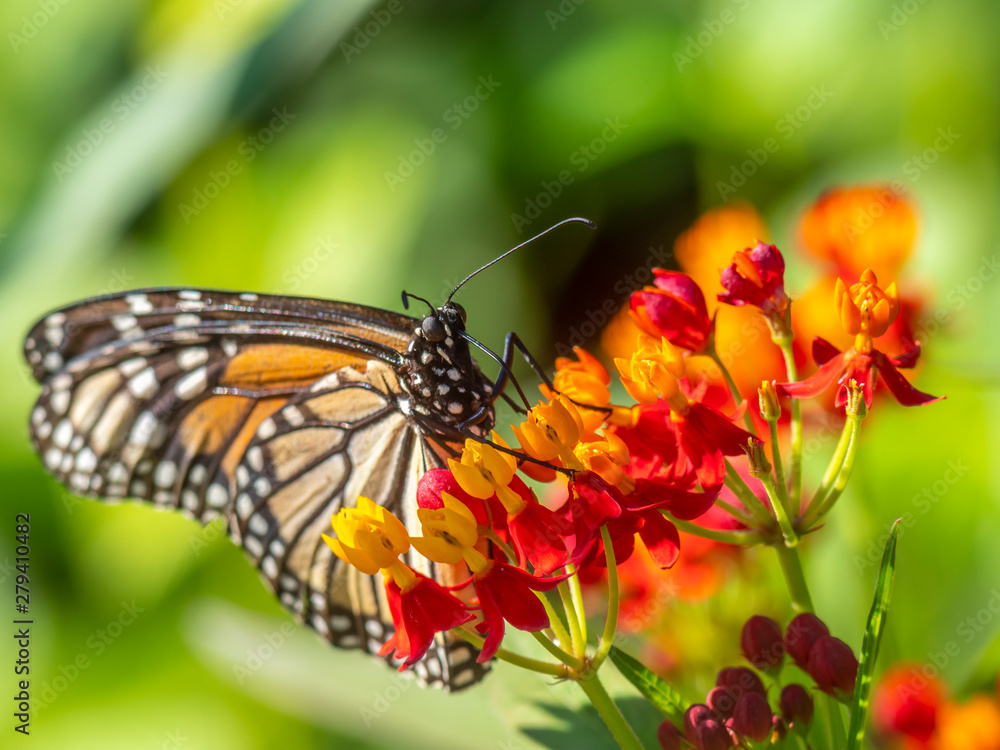 Monarch butterfly,Danaus plexippus Monarch butterfly,Danaus plexippus