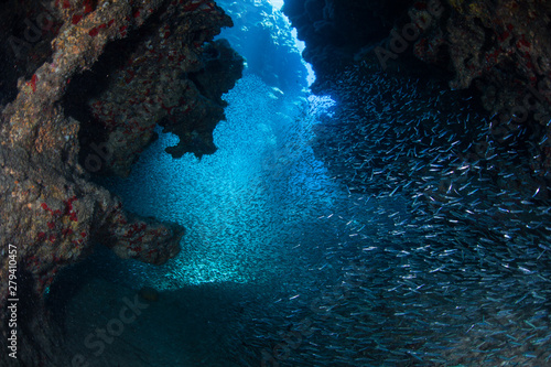 A school of silversides swims in the dark recesses of a submerged cavern off the coast of Grand Cayman in the Caribbean Sea. These prey fish hide in the dark from larger predators, such as tarpon.