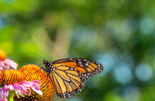 Monarch butterfly Danaus plexippus