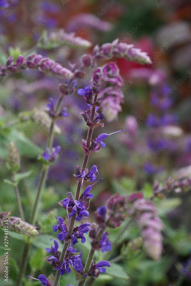 purple and violet meadowgrass with green leaves and blurred background purple and violet meadowgrass with green leaves and blurred background