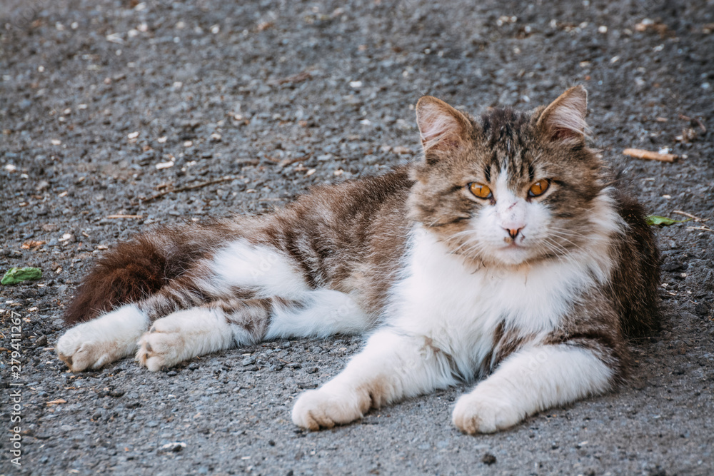 Street cat lying on the pavement