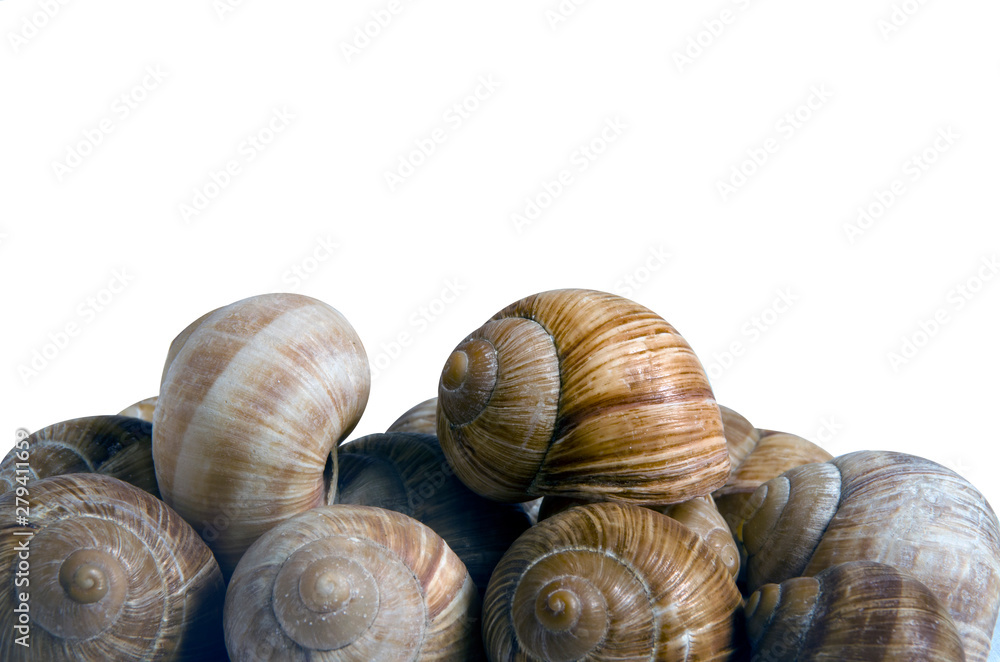 Seashells close-up isolated on white background. The concept of summer. Seashells close-up isolated on white background. The concept of summer.