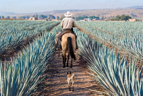 Farmer on his horse walking in his agave seed.