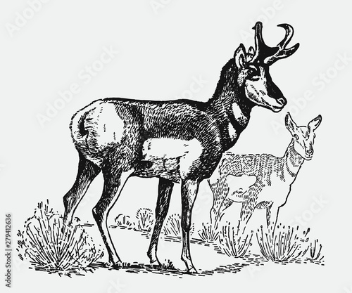 Male and female pronghorn antilocapra americana standing in landscape. Illustration after vintage engraving photo