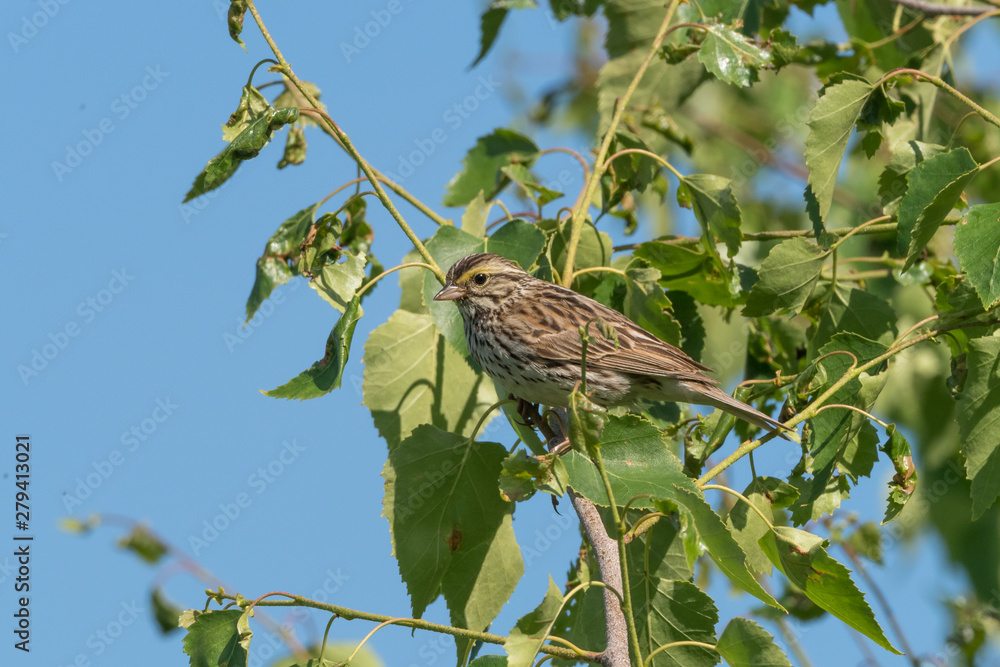 Fototapeta premium Savannah Sparrow in Alaska
