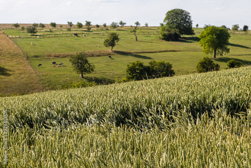 cereal fields in Lorraine, in eastern France