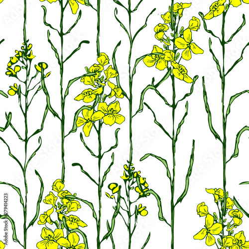 Set of canola flower and oil