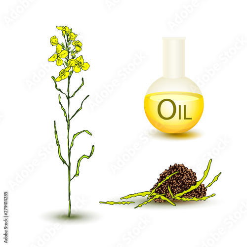 Set of canola flower and oil