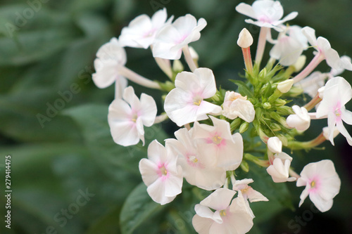 Phlox flowers on a beautiful green background