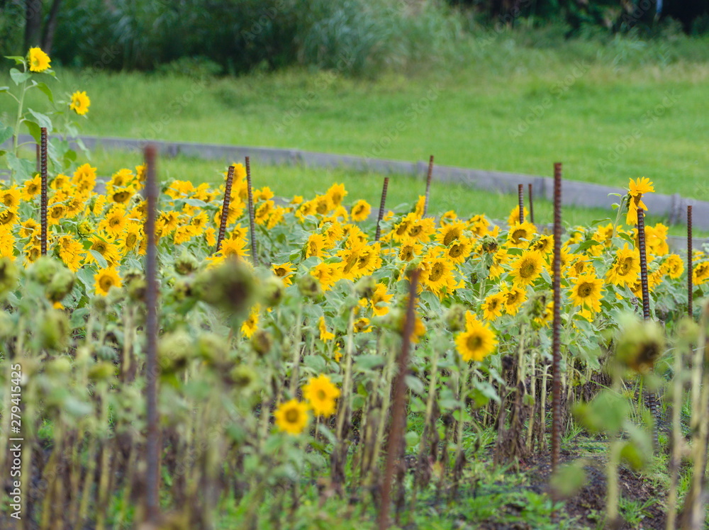 field of yellow flowers