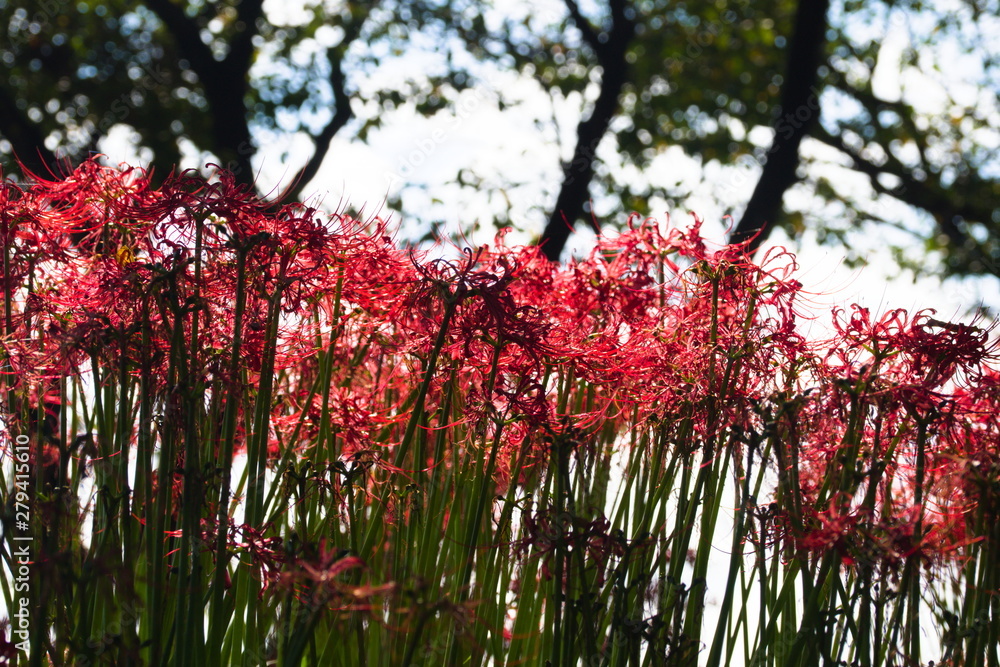 red flowers in the garden