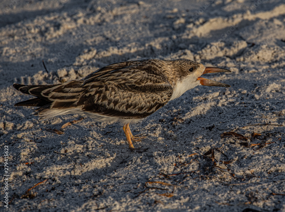 Skimmer Chick Yelling on Indian Rocks Beach, Florida Skimmer Chick Yelling on Indian Rocks Beach, Florida