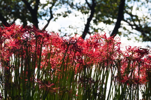 Obraz na płótnie red flowers in the garden w salonie