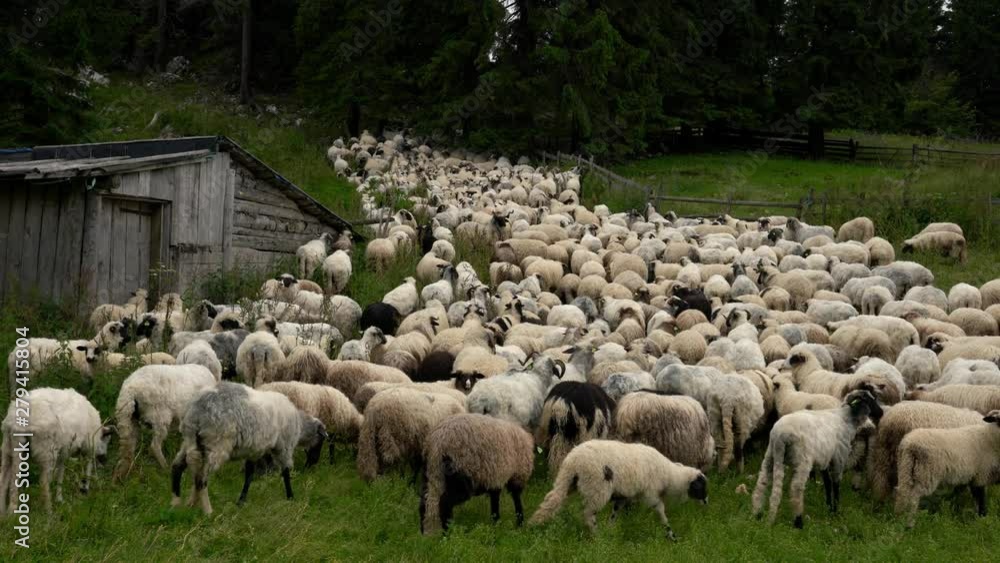 Back with sheep grazing in the mountain - (4K) Back with sheep grazing in the mountain - (4K)
