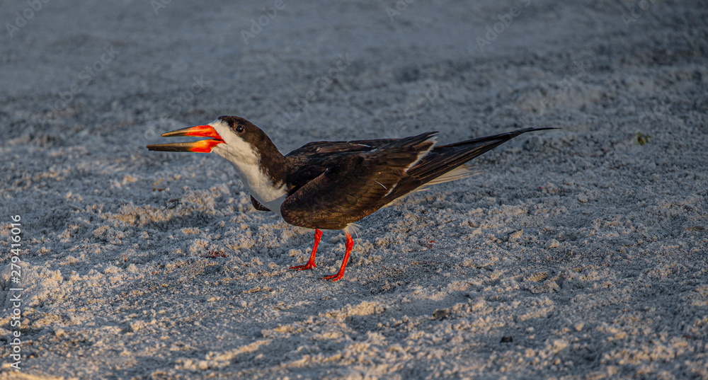 Adult Skimmer Yelling at Skimmer Chicks on Indian Rocks Beach, Florida