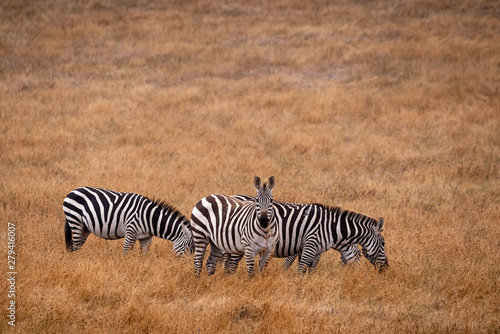 A group of  zebras grazing in a golden grassland  in California one looking forward with grass in it s mouth.