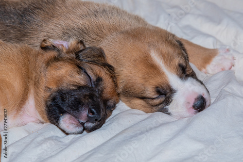 Puppies sleeping on top of each other