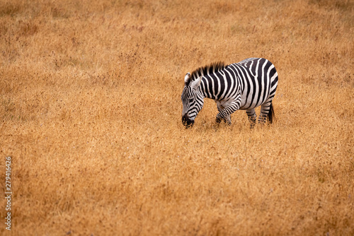 One zebra moving through a golden grassland while grazing in California.