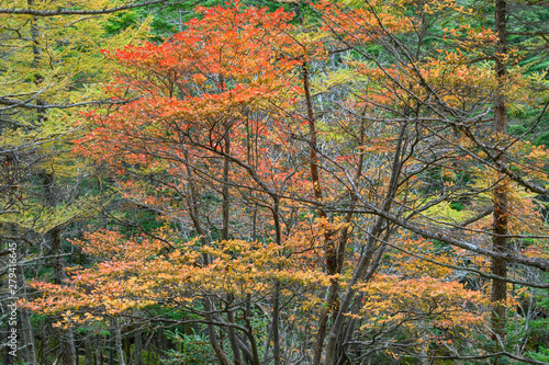 北八ヶ岳の紅葉