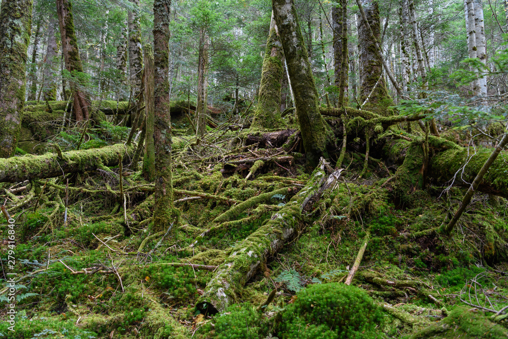 北八ヶ岳のコケの森 北八ヶ岳のコケの森