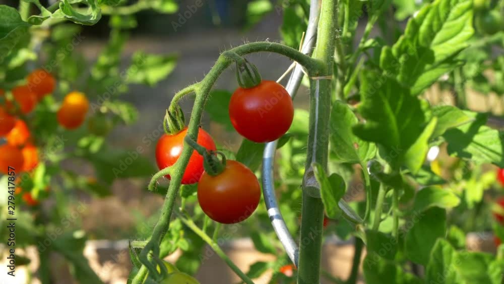 Camera moving and panning around fresh and red ripe cherry tomatoes on the vine, in a organic and home made plantation. Camera moving and panning around fresh and red ripe cherry tomatoes on the vine, in a organic and home made plantation.