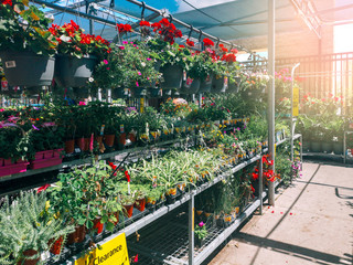 Toronto, Ontario, Canada - June 30, 2019: Garden Centre in Canadian Walmart supermarket store with flowers and plants in pots on shelves.
