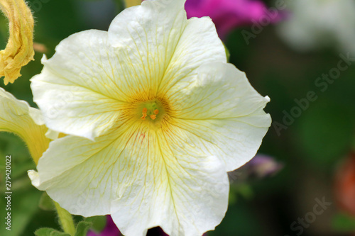 Petunia on a beautiful green background