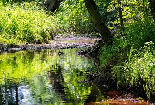 Quiet Reflection