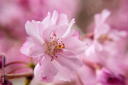 Cherry Blossom