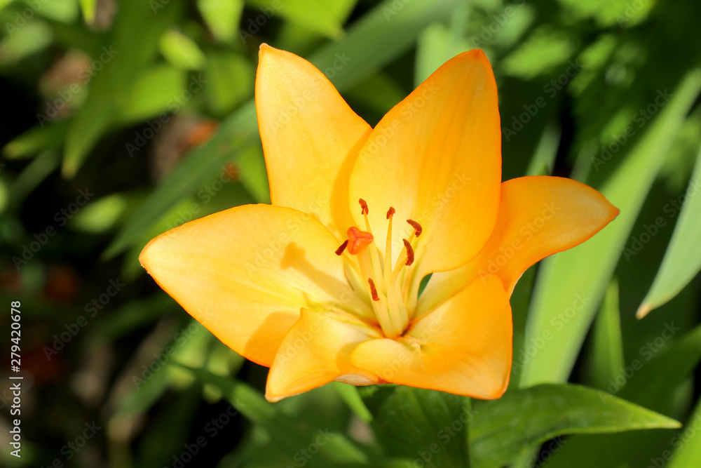 Fototapeta premium orange Lily on a beautiful green background