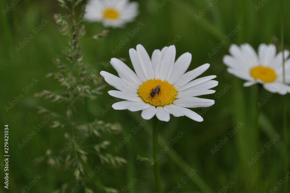 Flowers Flowers
