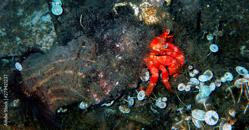 Red hermit anemone caring crab (Dardanus Arrosor) photo