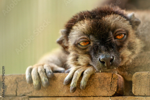 Portrait / Face of a brown lemur